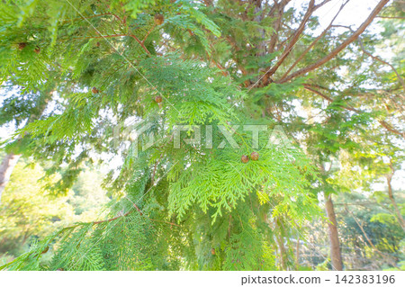 The green branches and round cones of evergreen conifers shine in the forest light. The green branches and round cones of evergreen conifers shine in the forest light. 142383196