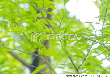 The soft, feathery new leaves spread across the branches and leaves of deciduous conifers. The soft, feathery new leaves spread across the branches and leaves of deciduous conifers. 142383197