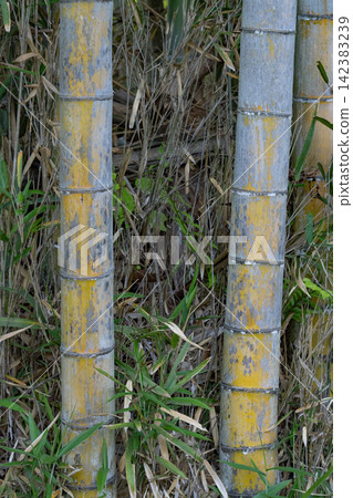 A close-up of a bamboo grove with rows of weathered, yellowed bamboo stalks. A close-up of a bamboo grove with rows of weathered, yellowed bamboo stalks. 142383239