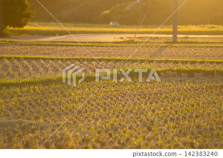 金色的夕陽照亮了收割後的稻田和稻茬。 142383240