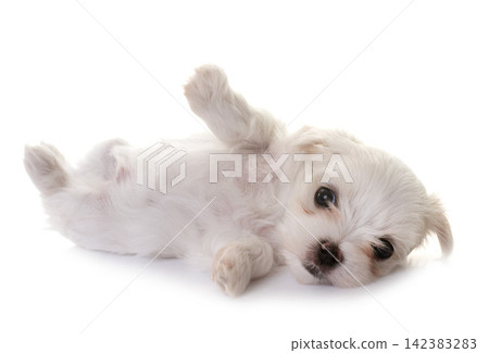 Bichon Frise in studio Bichon Frise in studio 142383283