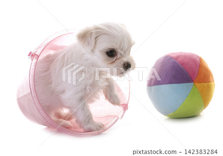 Bichon Frise in studio Bichon Frise in studio 142383284