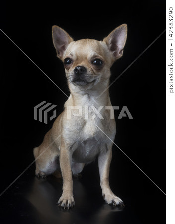 chihuahua in studio chihuahua in studio 142383290