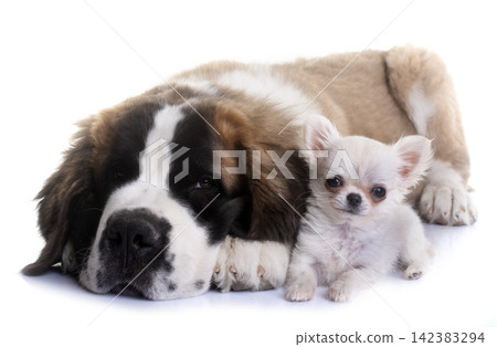 puppies chihuahua and saint bernard puppies chihuahua and saint bernard 142383294