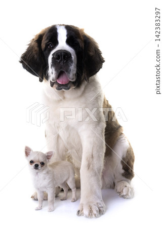 young saint bernard and chihuahua young saint bernard and chihuahua 142383297