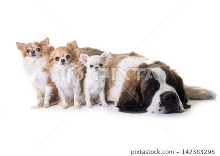 young saint bernard and chihuahua young saint bernard and chihuahua 142383298