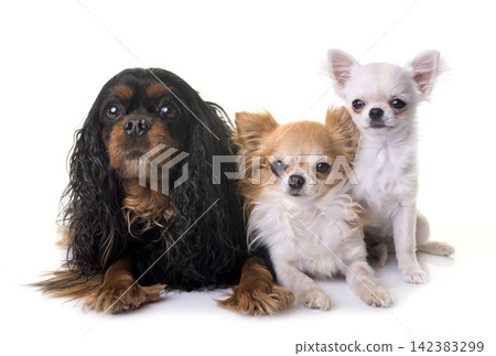 cavalier king charles and chihuahua cavalier king charles and chihuahua 142383299