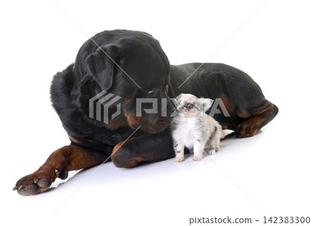 puppy chihuahua and rottweiler puppy chihuahua and rottweiler 142383300