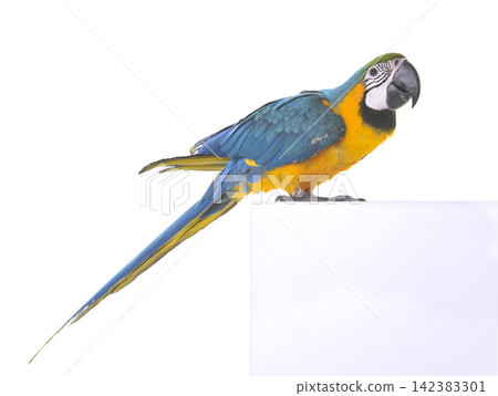 Blue-and-yellow macaw in studio Blue-and-yellow macaw in studio 142383301