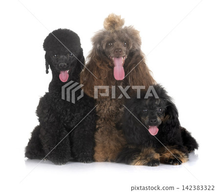 poodles in studio poodles in studio 142383322