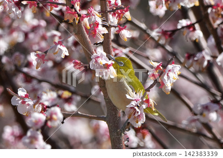 White-eye White-eye 142383339