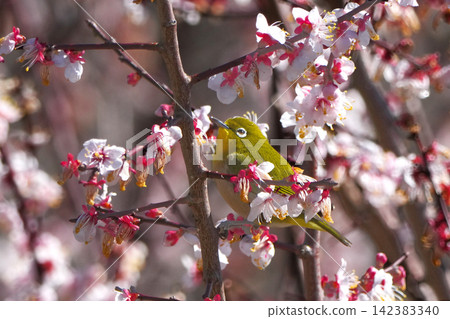 White-eye White-eye 142383340