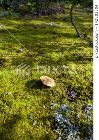 Wild birch bolete mushroom (Leccinum scabrum) growing among moss and lichen on the forest floor in Murmansk Region, northern Russia. Edible wild mushroom photographed in its natural boreal forest habi Wild birch bolete mushroom (Leccinum scabrum) growing among moss and lichen on the forest floor in Murmansk Region, northern Russia. Edible wild mushroom photographed in its natural boreal forest habi 142383504
