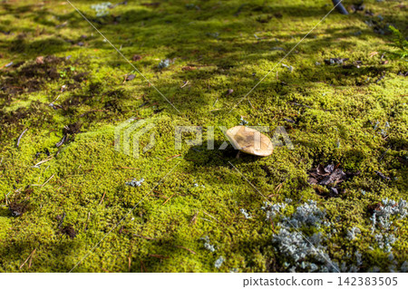 Wild birch bolete mushroom (Leccinum scabrum) growing among moss and lichen on the forest floor in Murmansk Region, northern Russia. Edible wild mushroom photographed in its natural boreal forest habi Wild birch bolete mushroom (Leccinum scabrum) growing among moss and lichen on the forest floor in Murmansk Region, northern Russia. Edible wild mushroom photographed in its natural boreal forest habi 142383505