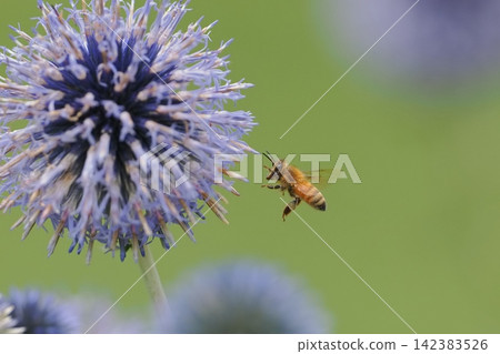A honeybee visits a globe thistle flower. A honeybee visits a globe thistle flower. 142383526