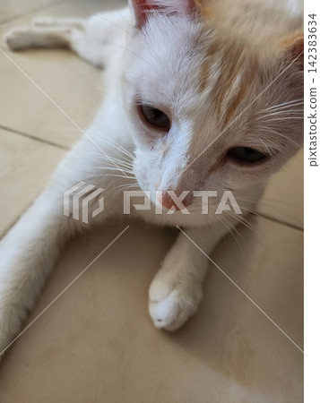 A close-up of a white cat's face staring at the camera. A close-up of a white cat's face staring at the camera. 142383634