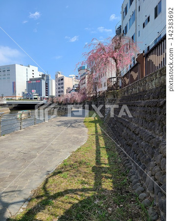 Cherry blossoms blooming along the river Cherry blossoms blooming along the river 142383692