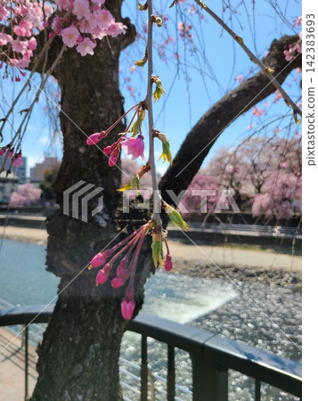 Cherry blossoms blooming along the river Cherry blossoms blooming along the river 142383693