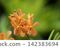 美麗的橙色莫卡拉蘭花 142383694