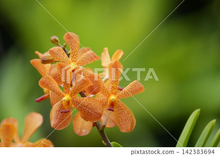 Beautiful orange Mokara orchids Beautiful orange Mokara orchids 142383694
