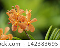 美麗的橙色莫卡拉蘭花 142383695