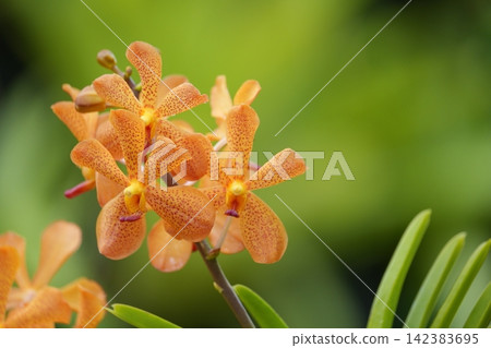 Beautiful orange Mokara orchids Beautiful orange Mokara orchids 142383695