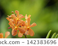 美麗的橙色莫卡拉蘭花 142383696