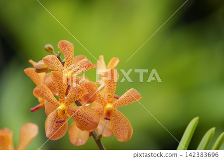 Beautiful orange Mokara orchids Beautiful orange Mokara orchids 142383696