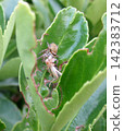 A spider eating insects 142383712