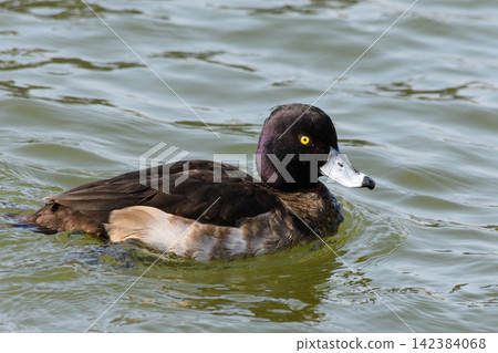 A male black duck swimming in murky green water near a calm environment A male black duck swimming in murky green water near a calm environment 142384068