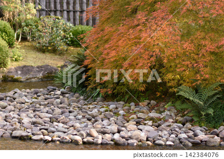 A serene Japanese-style garden landscape featuring a rocky riverbank composed of smooth A serene Japanese-style garden landscape featuring a rocky riverbank composed of smooth 142384076