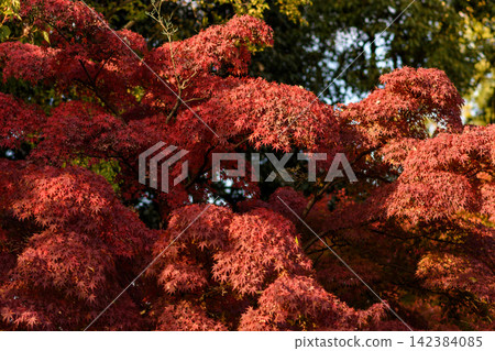 A vivid, close-up photograph of densely packed Japanese maple leaves in autumnal foliage A vivid, close-up photograph of densely packed Japanese maple leaves in autumnal foliage 142384085