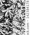 An artistic Japanese-style background featuring bamboo leaves drawn in ink. 142384178