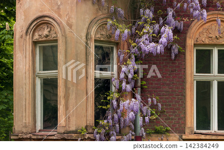 Delicate purple wisteria blooms cascade down the weathered facade of an old house, framing arched windows in April Delicate purple wisteria blooms cascade down the weathered facade of an old house, framing arched windows in April 142384249