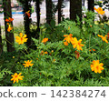 森林背景的黃色波斯菊 142384274