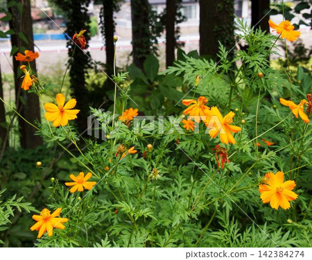 森林背景的黃色波斯菊 森林背景的黃色波斯菊 142384274