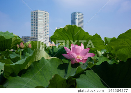 蓮花在Shinobazui池塘 蓮花在Shinobazui池塘 142384277