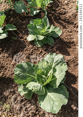 Cabbage plants establishing roots in fertile soil, showing healthy green leaves. Fresh organic vegetables for healthy eating and agriculture. Healthy lifestyle and sustainable agriculture Cabbage plants establishing roots in fertile soil, showing healthy green leaves. Fresh organic vegetables for healthy eating and agriculture. Healthy lifestyle and sustainable agriculture 142384311