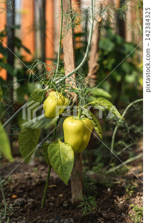 Green bell peppers growing in a vegetable garden Green bell peppers growing in a vegetable garden 142384325