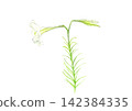 Watercolor illustration of a white lily flower [Hand-drawn] White background, cutout, with space for copying 142384335