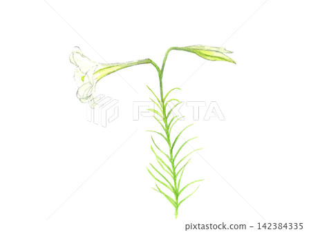 手繪水彩白色百合花插圖,白色背景,鏤空設計,留有臨摹空間。 手繪水彩白色百合花插圖,白色背景,鏤空設計,留有臨摹空間。 142384335