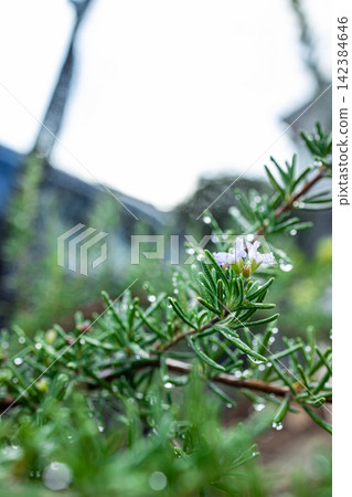 Rosemary Rosemary 142384646