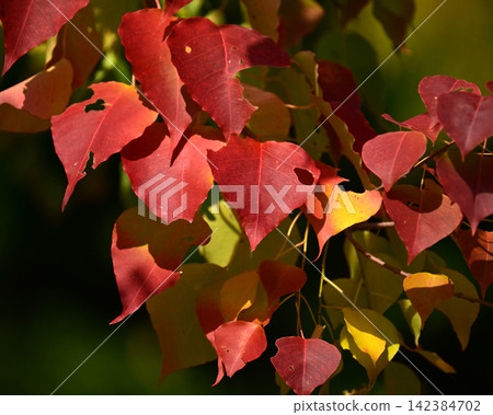 Autumn leaves Autumn leaves 142384702