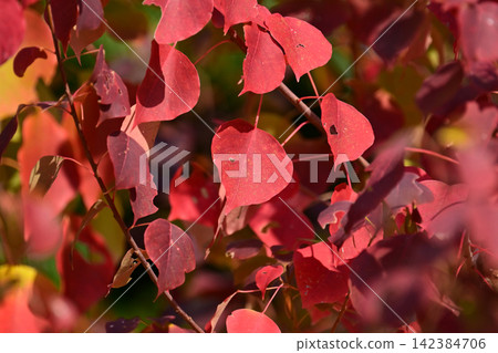 Autumn leaves Autumn leaves 142384706