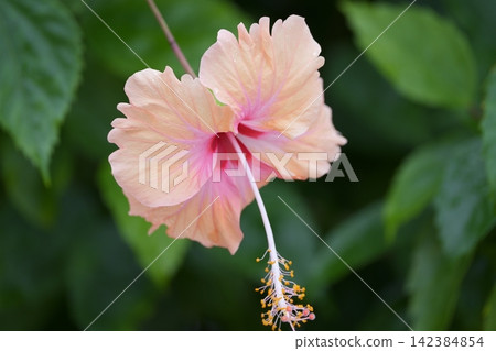 柔和色彩的木槿花 柔和色彩的木槿花 142384854