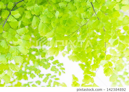Close-up studio shot of the green leaves of an Adiantum fern against a white background (24) Close-up studio shot of the green leaves of an Adiantum fern against a white background (24) 142384892