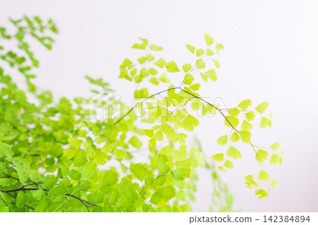 白色背景上的鐵線蕨綠色葉子的特寫影棚照片(26) 白色背景上的鐵線蕨綠色葉子的特寫影棚照片(26) 142384894