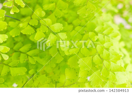 Close-up studio shot of the green leaves of an Adiantum fern against a white background (45) Close-up studio shot of the green leaves of an Adiantum fern against a white background (45) 142384913