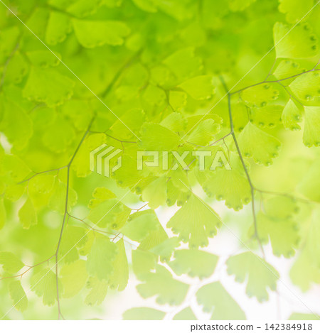 白色背景上的鐵線蕨綠色葉子的特寫鏡頭(50 張圖片) 白色背景上的鐵線蕨綠色葉子的特寫鏡頭(50 張圖片) 142384918