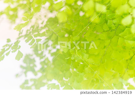白色背景上的鐵線蕨綠色葉子的特寫鏡頭(51) 白色背景上的鐵線蕨綠色葉子的特寫鏡頭(51) 142384919